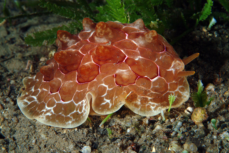 Pleurobranchus testudinarius